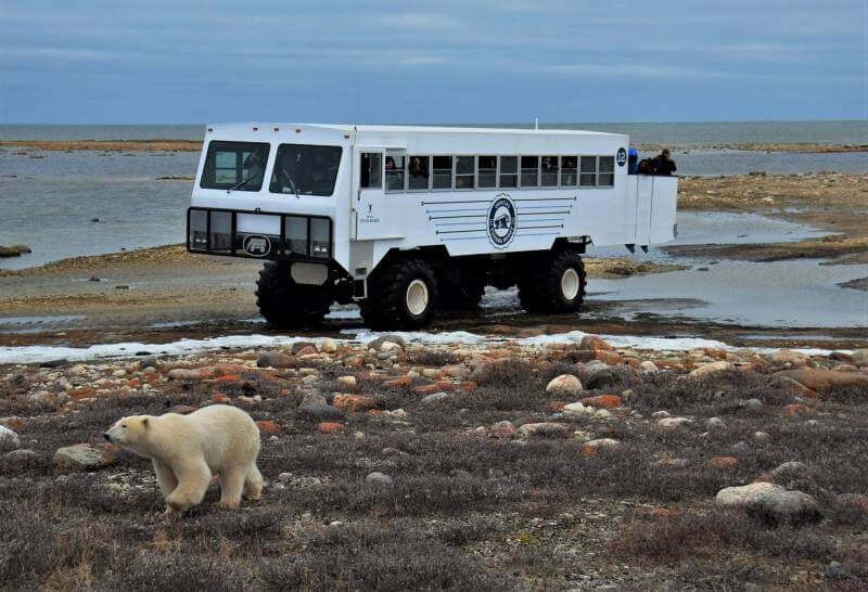 IJsberen bij Tundra Buggy