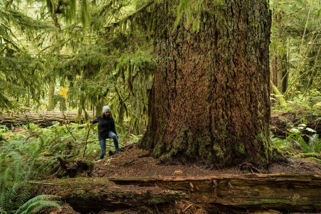 Cathedral Grove