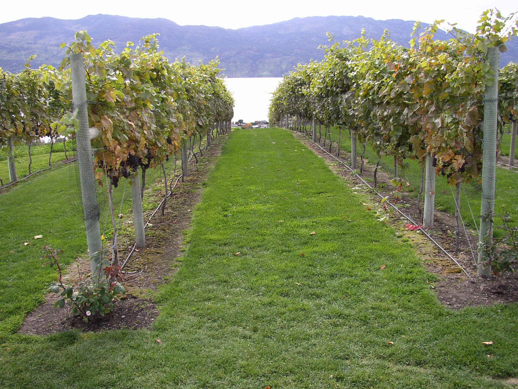 Kelowna Mission Hill