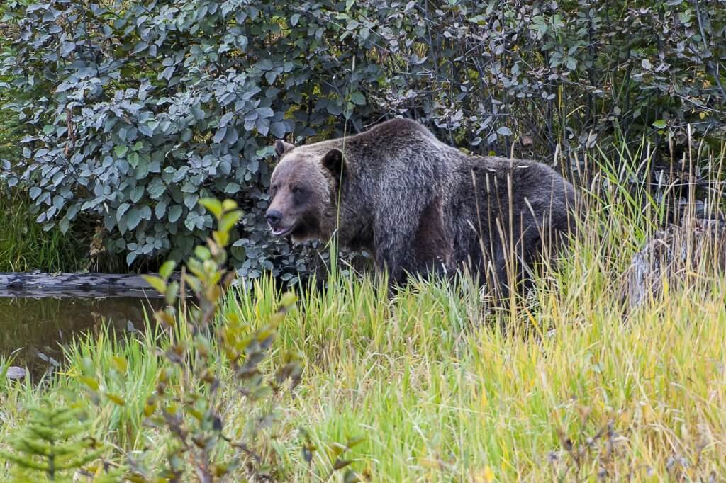 Discover Banff Grizzly Tour