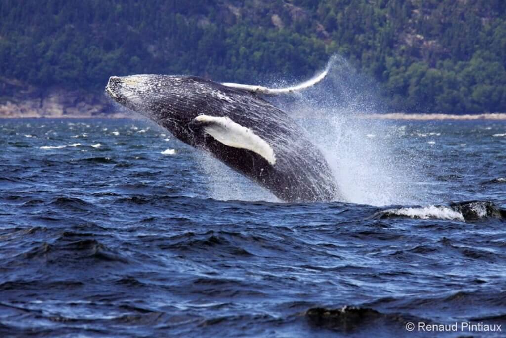 Tadoussac Whale Watching photo credit Renaud Pintiaux & Croisières AML