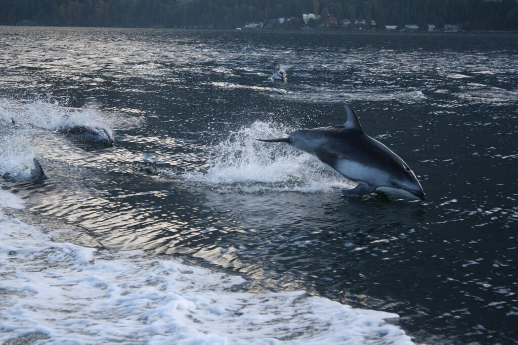 Vancouver Sewel Sea Safari