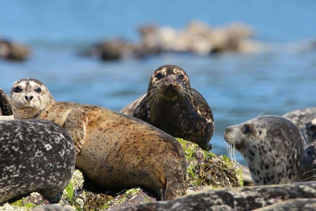 Vancouver Sewell Sea Safari