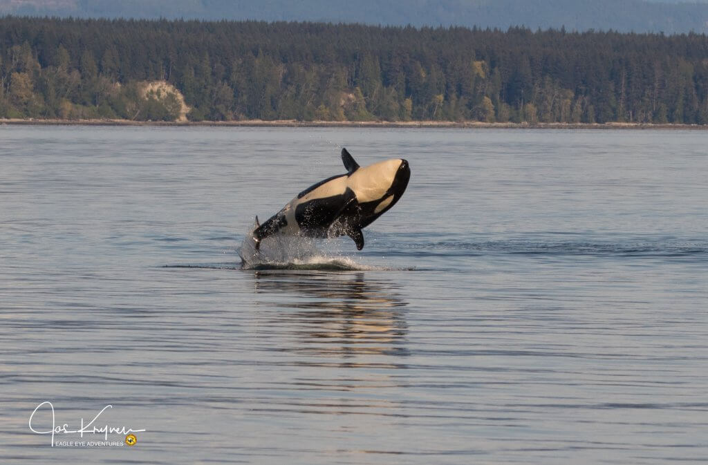 Orka Photo credit Jos Krynen