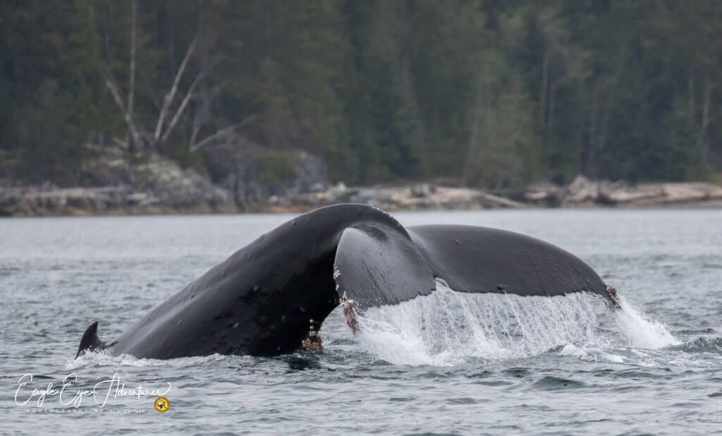 Bultrug Photo credit Jos Krynen