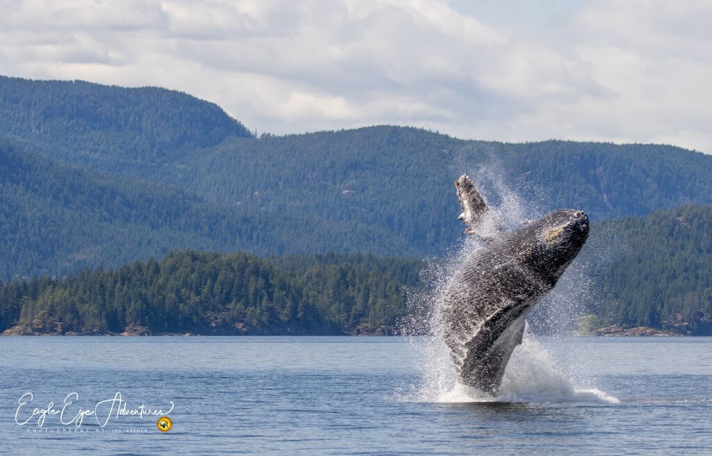 Bultrug Photo credit Jos Krynen