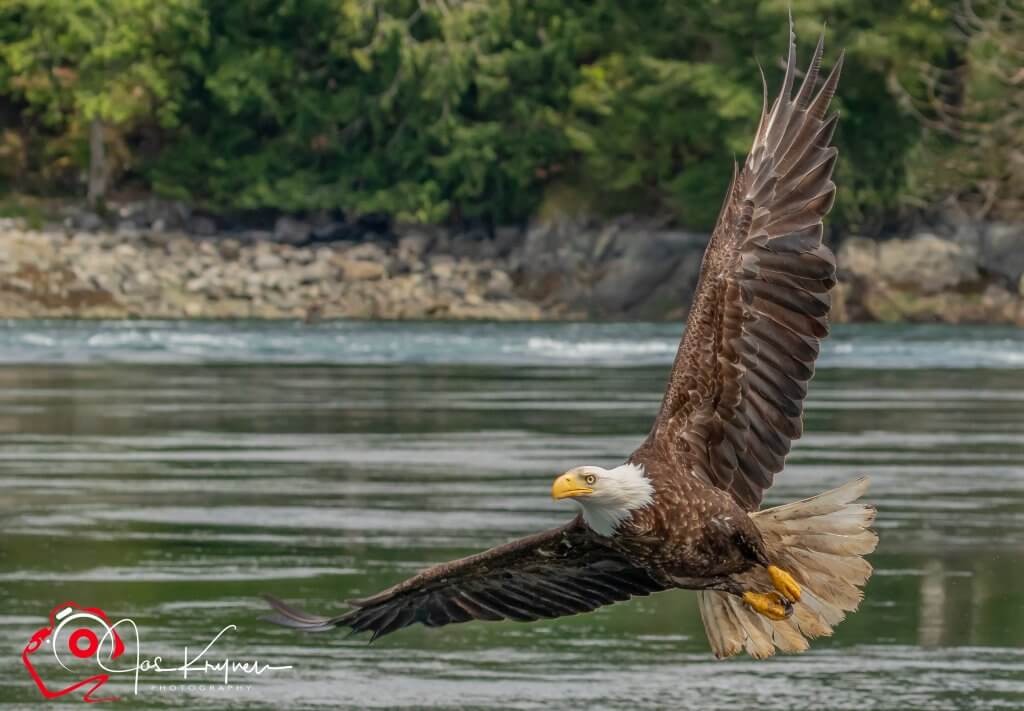 Zeearend Photo credit Jos Krynen