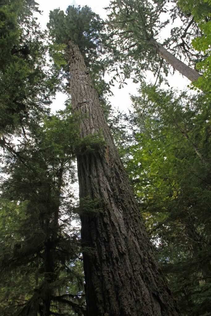 Cathedral Grove