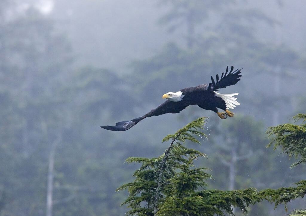 bald eagle {Haliaeetus leucocephalus}