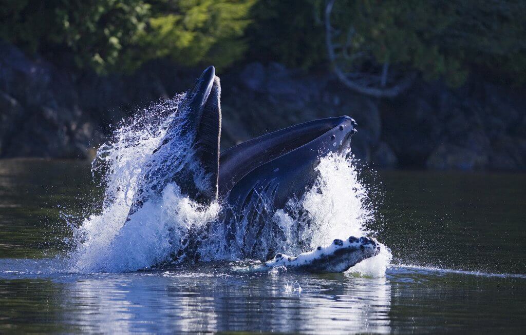 Humpback whale lunge feeding (Megaptera novaeangliae)