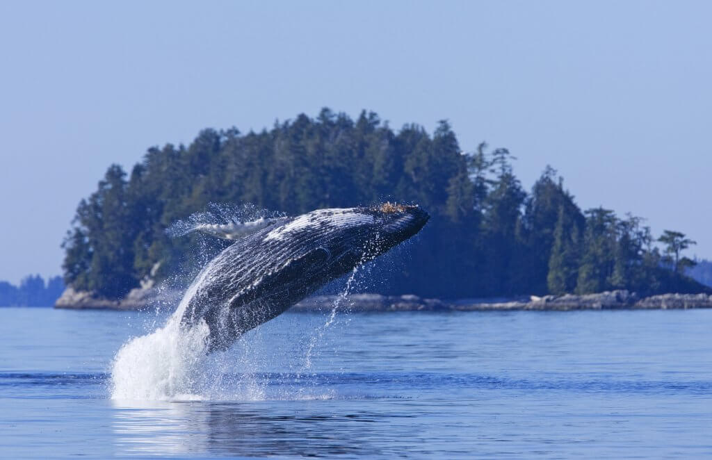 Humpback whale breaching (Megaptera novaeangliae)