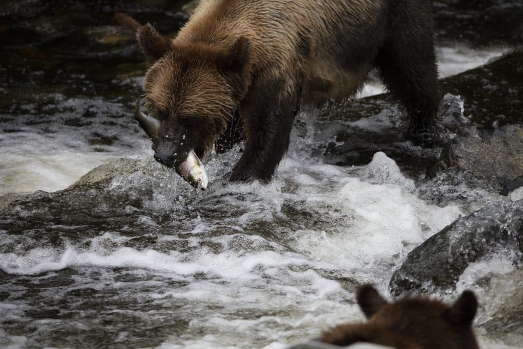 Grizzly Salmon