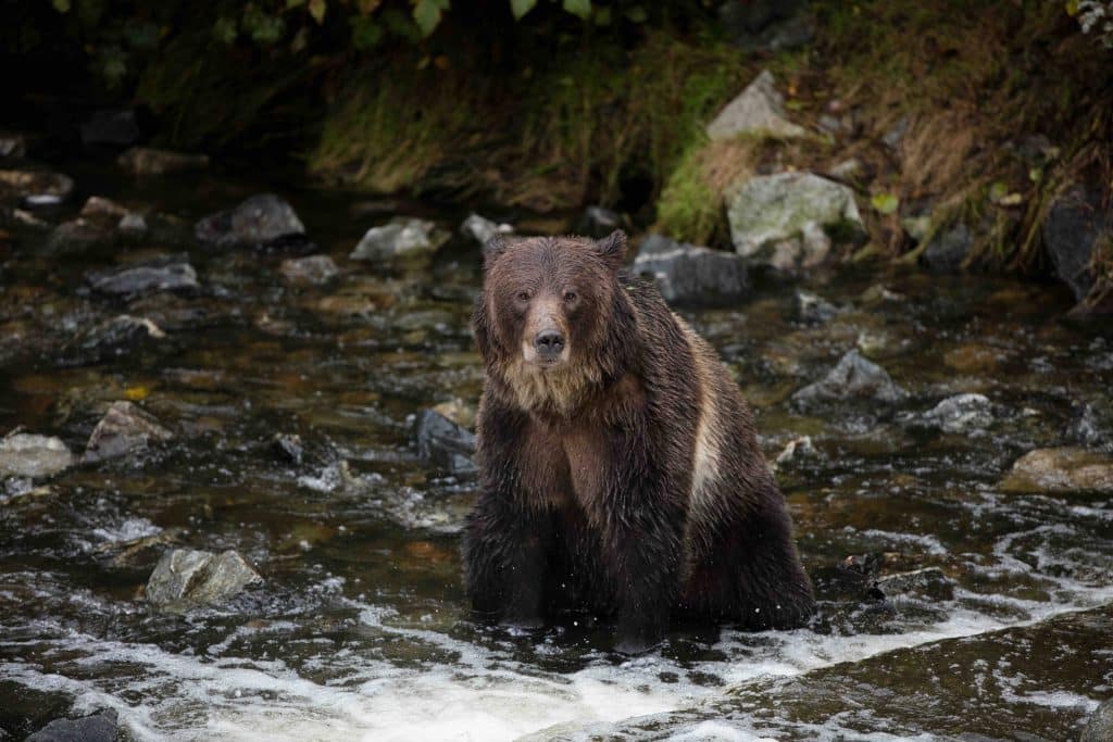 Knight Inlet Grizzly
